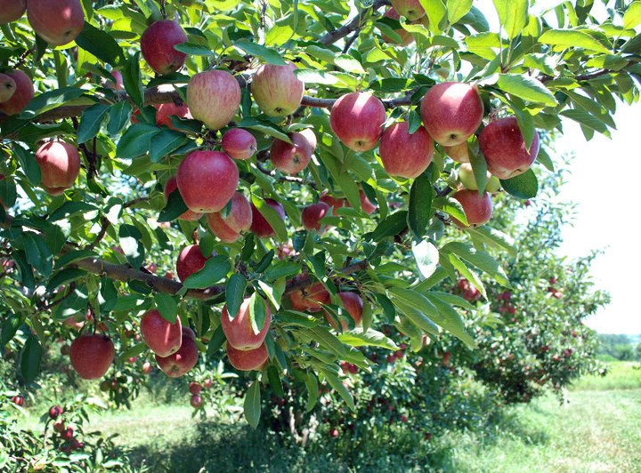 Dougherty Orchard Inc.