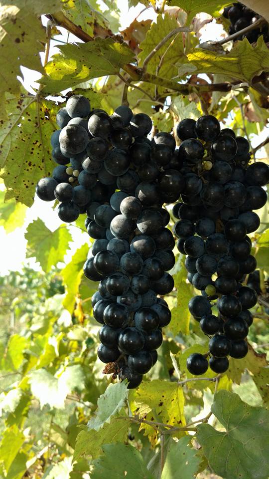 Hunter'S Ridge Winery, LLC